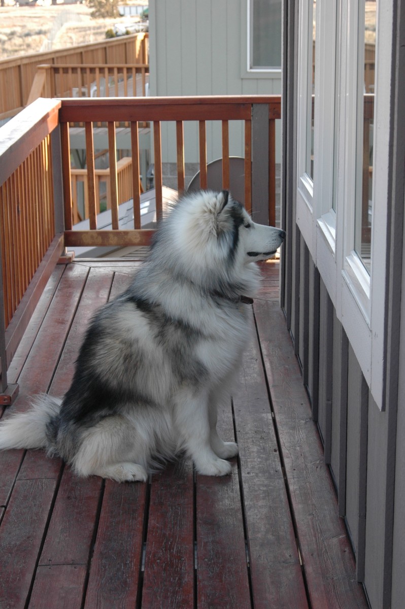 poem-a-rhyme-for-griffin-the-malamute