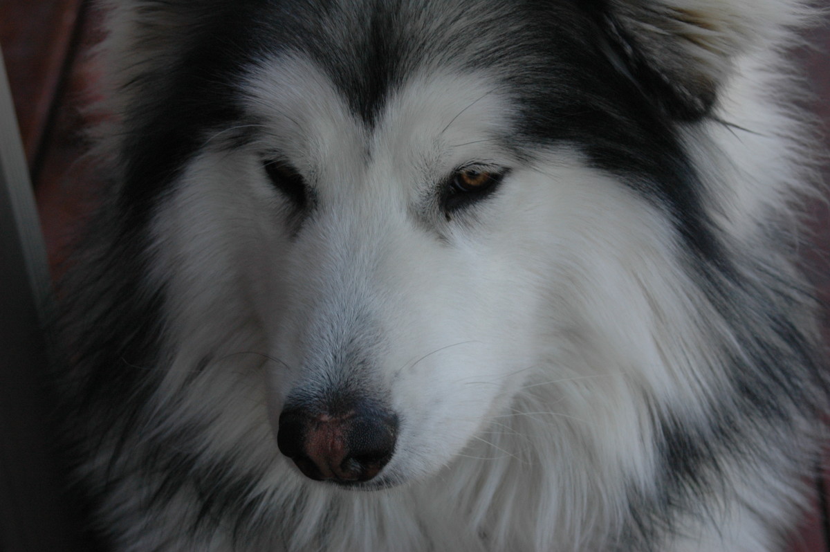 poem-a-rhyme-for-griffin-the-malamute