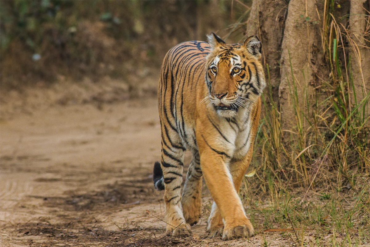 how-to-plan-a-trip-to-jim-corbett-national-park