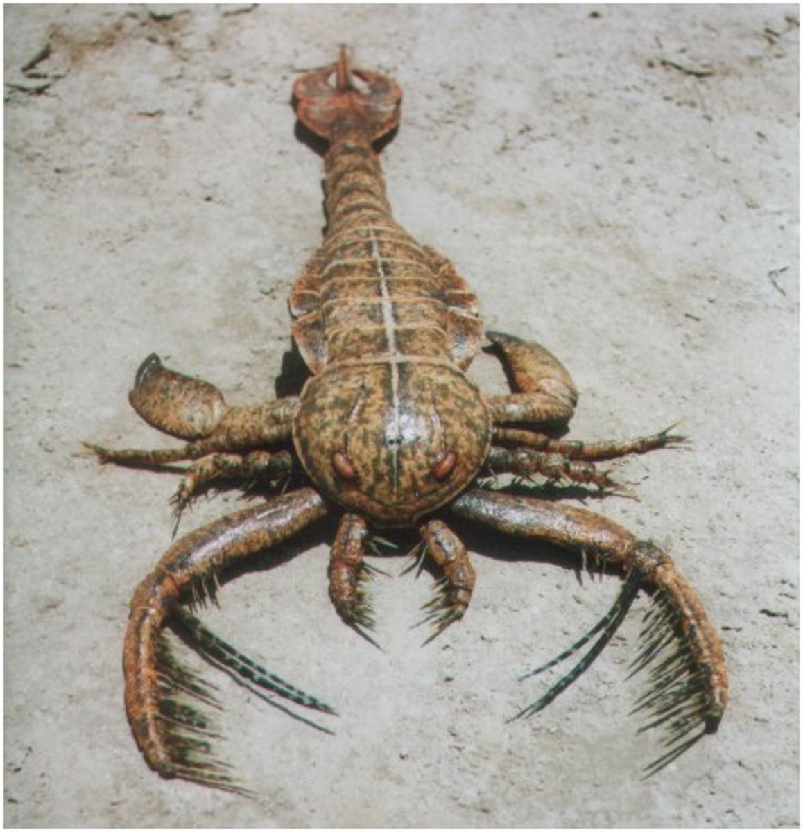 Jaekelopterus - Giant Eurypterid Sea Scorpion