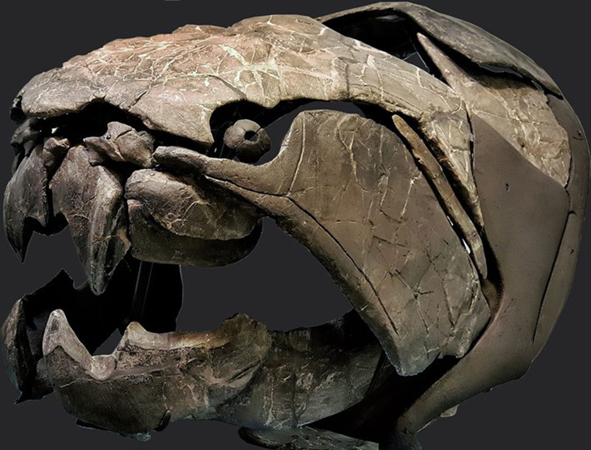 DUNKLEOSTEUS FOSSIL SCULL AND UPPER ARMORED PLATE