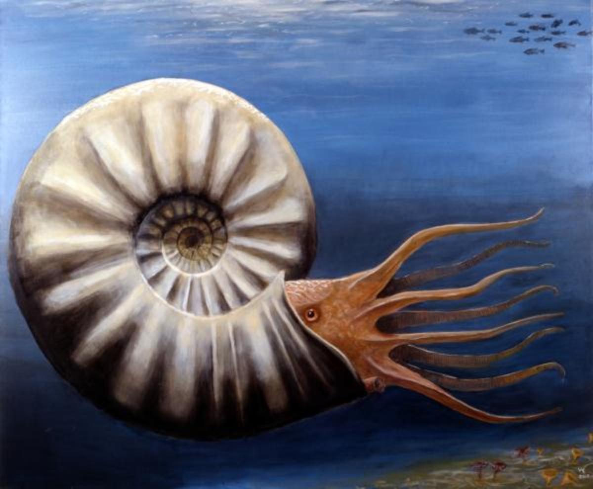 Giant Ammonite - Parapuzosia Seppenradesis - Artist Rendering