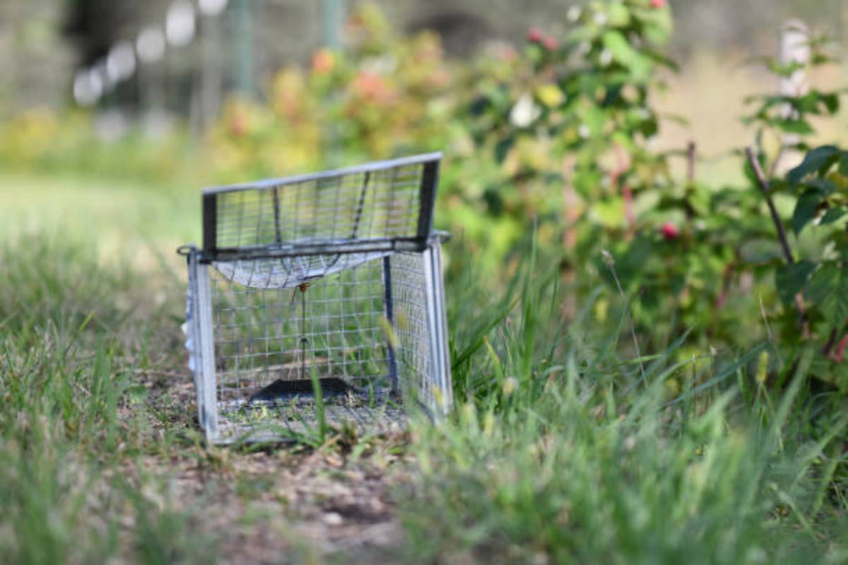 How to Teach Kids to Trap Skunks on Your Property - HubPages