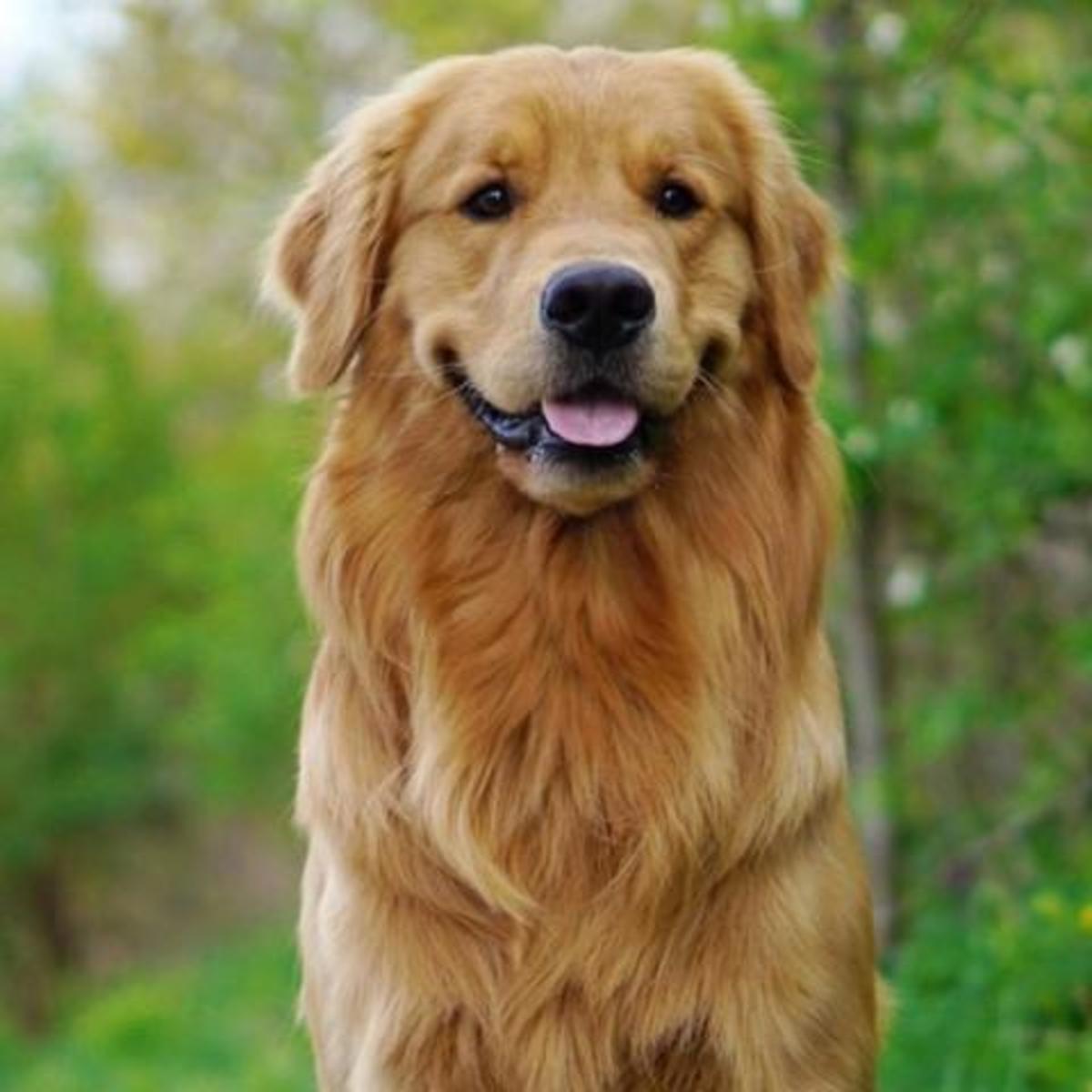 top-5-smartest-dog-breeds