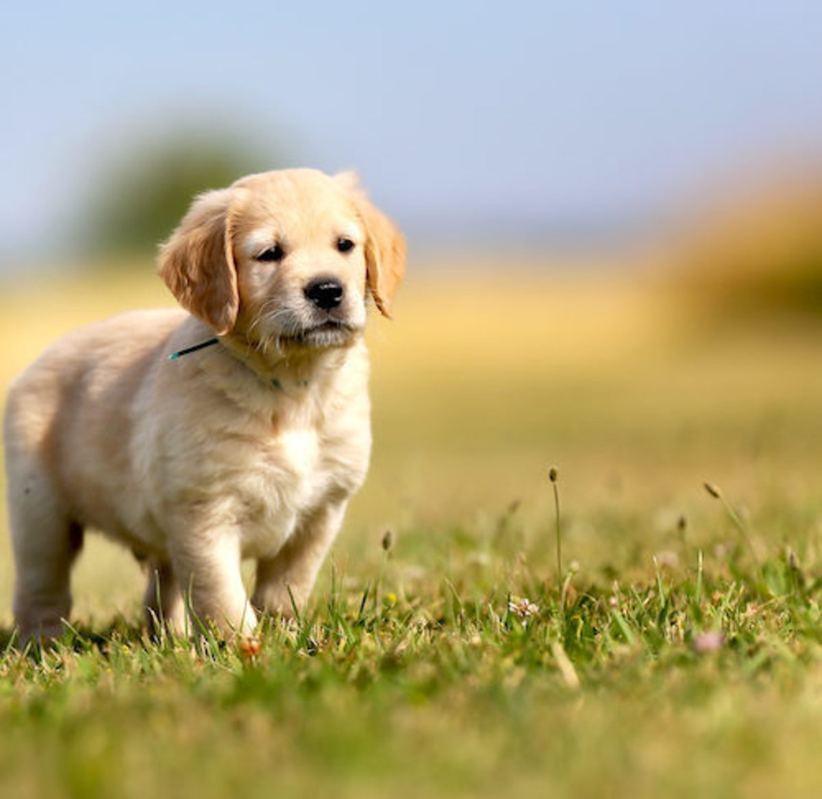 top-5-smartest-dog-breeds