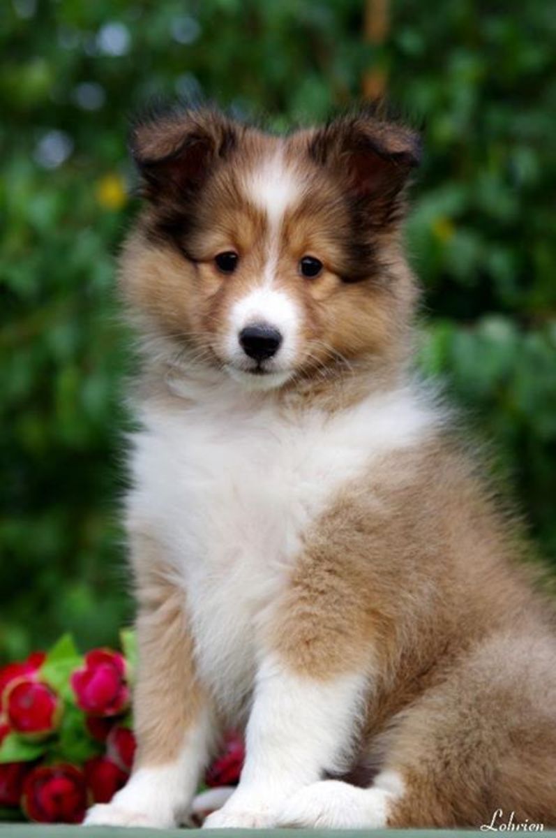 top-5-smartest-dog-breeds-hubpages