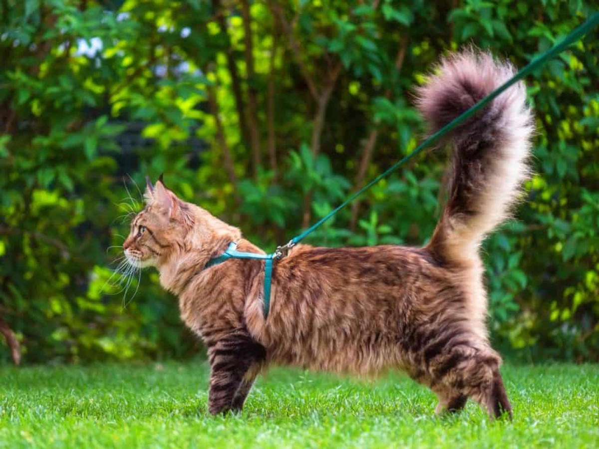 cat-and-dog-harnesses-vs-cat-and-dog-collars