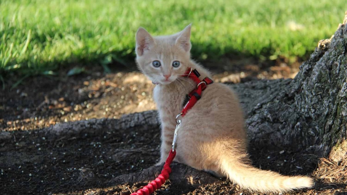 April Pets Comfortable Stylish Cotton Dog & Cat Harness Leash Set for Small Puppies and Cats 