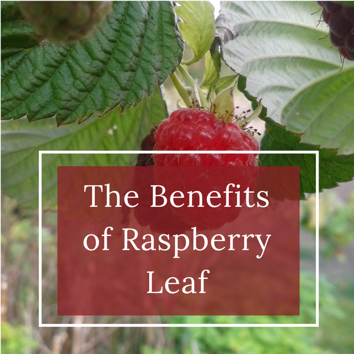 The benefits of raspberry leaf will surprise you!