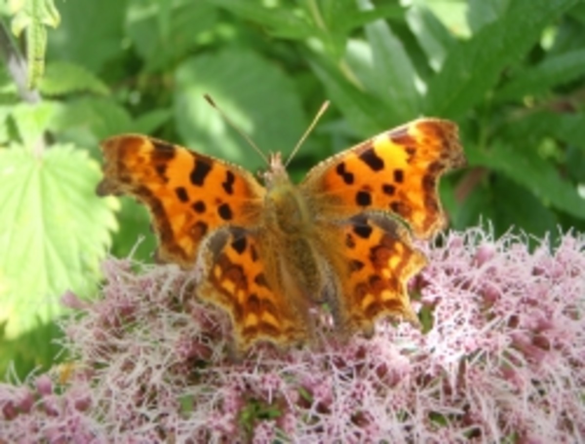 Guide to British Butterfly Identification UK