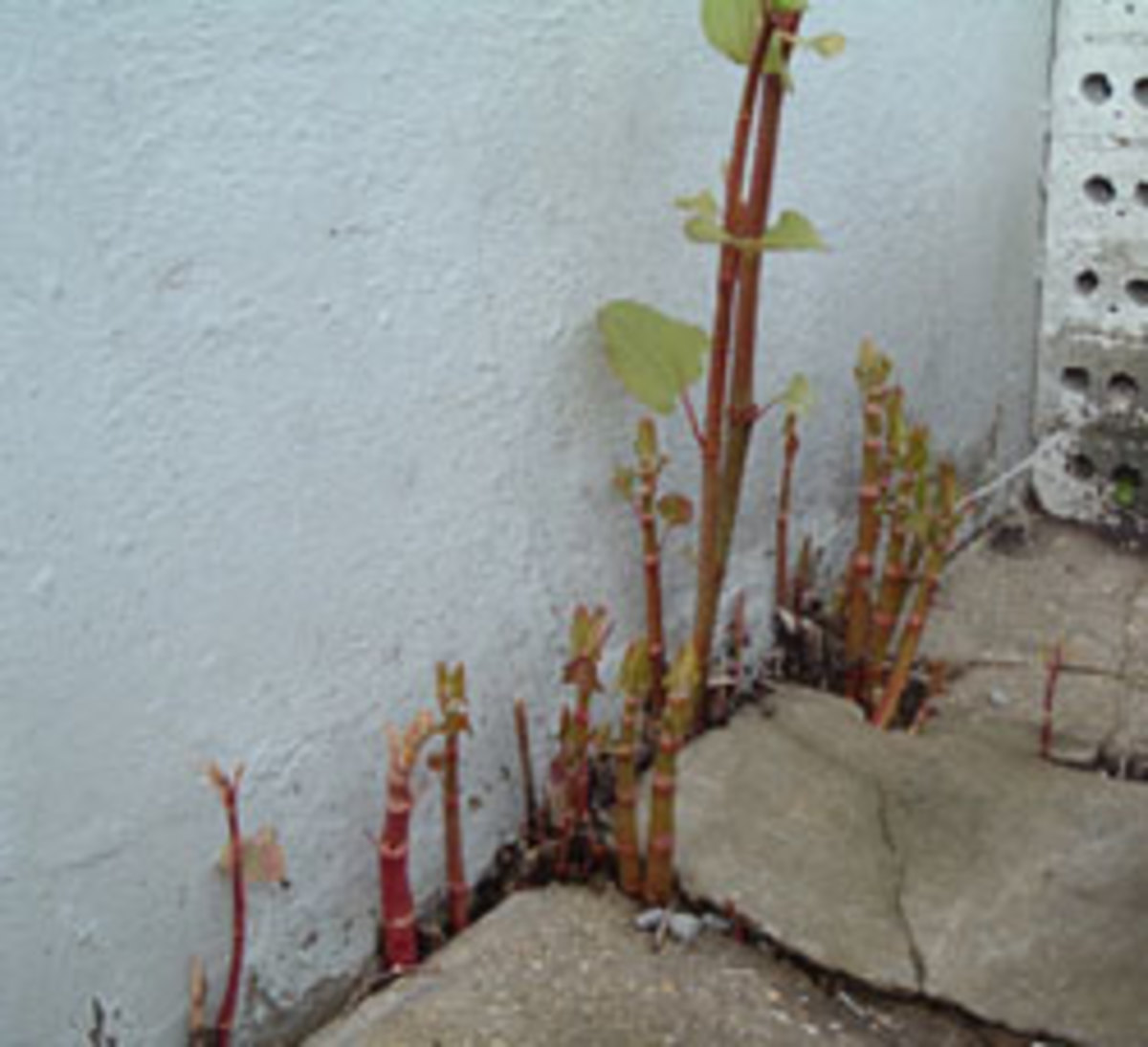 knotweed-removal-images-information-dangers-solutions-killing-knotweed