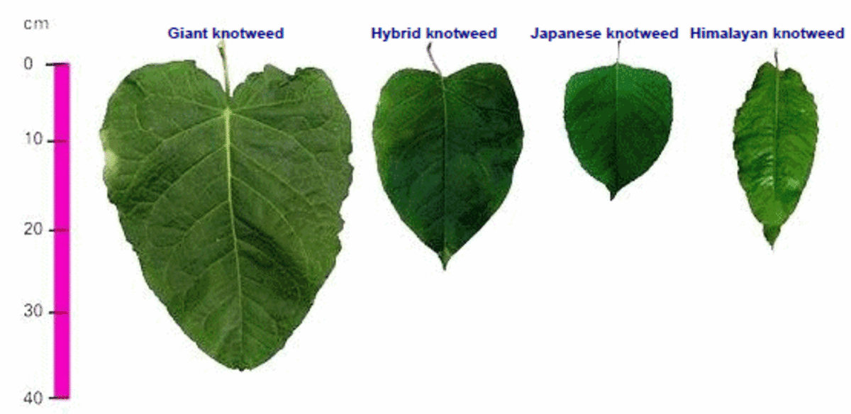 Knotweed Removal, Images, Information, Dangers & Solutions, Killing Japanese Knotweed