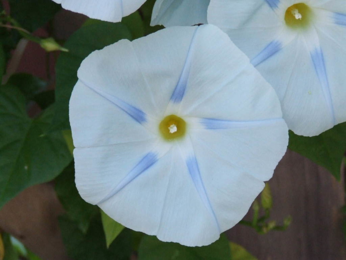 Whit morning glory with a blue star center.