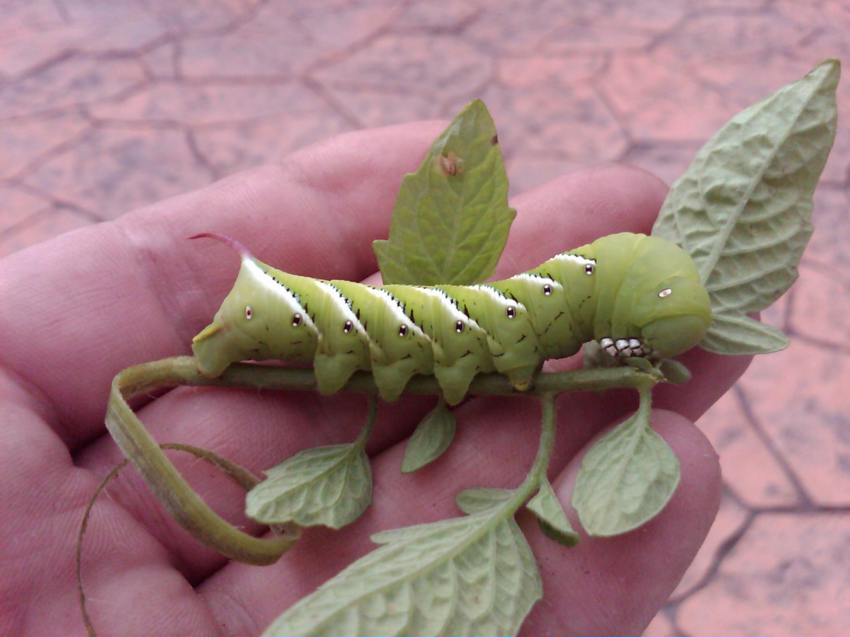 This guy was eating my tomato plant, I don't know which end is front, lol, cool looking though