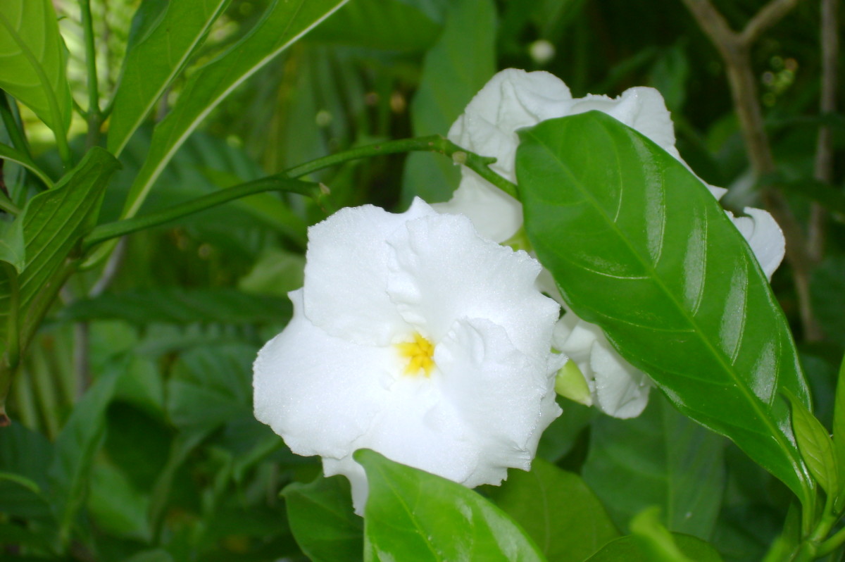St Lucia flower