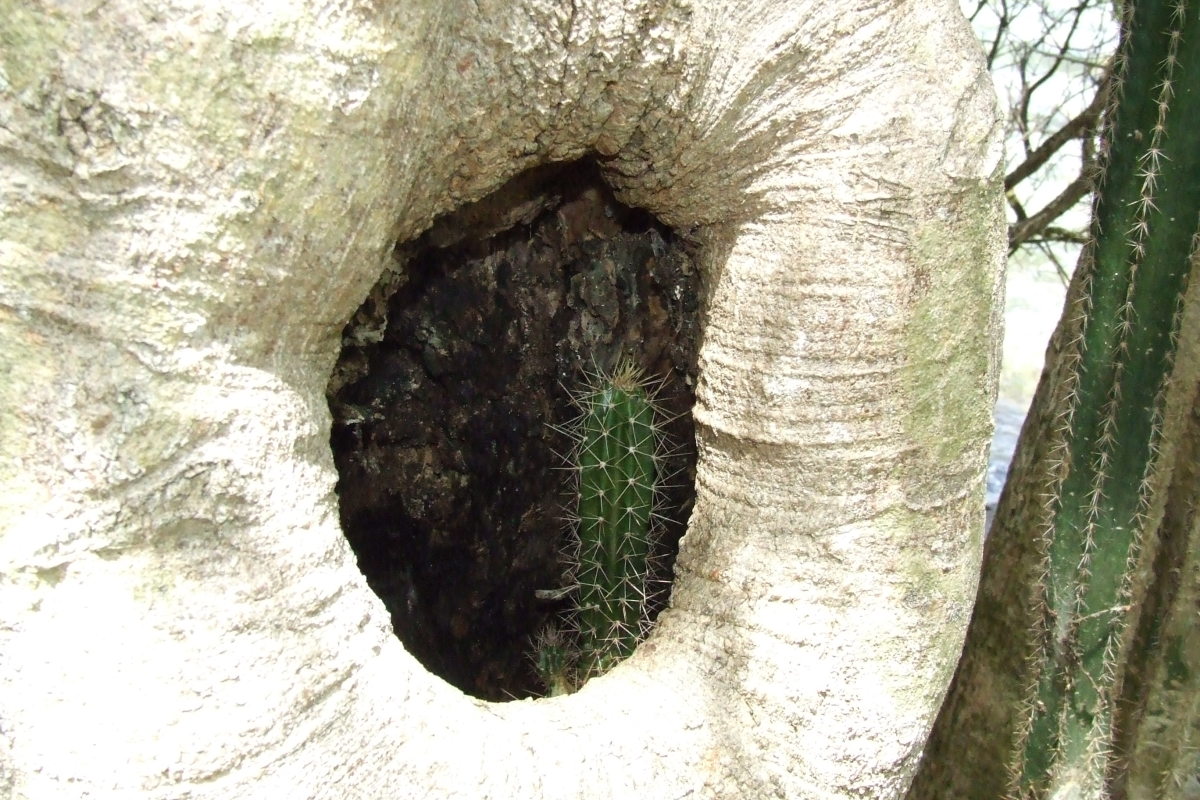 St Lucia cactus growing inside a tree, kinda cool I thought.