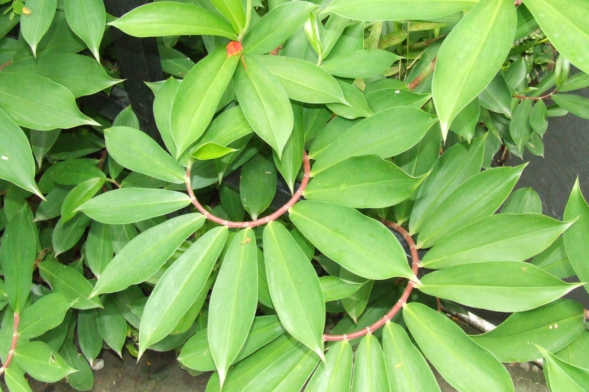 St Lucia plant, just thought the shape was neat