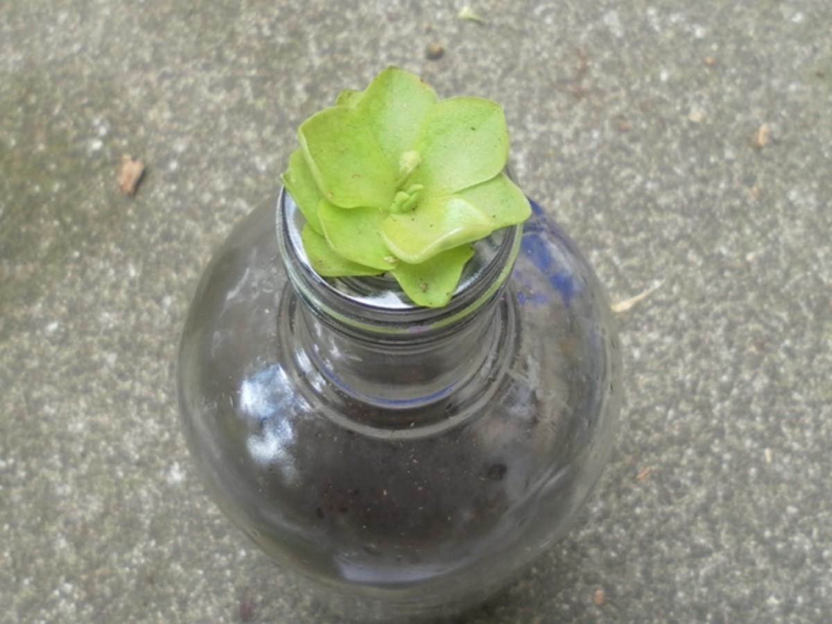 How to Grow A Plant In A Glass Bottle Creating A Miniature Terrarium