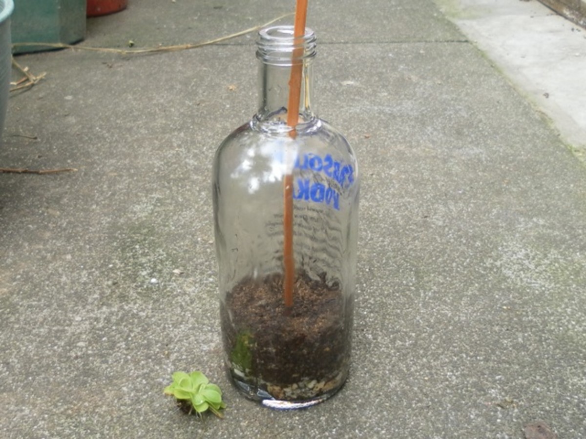 plant-in-a-bottle