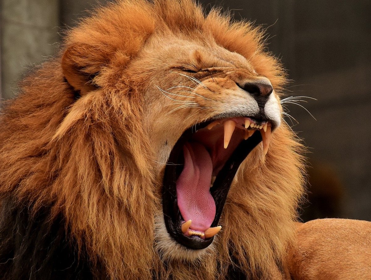 What Does A Lion'S Roar Sound Like - Hubpages