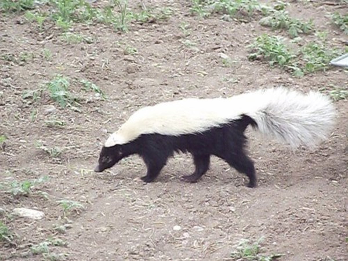 the-skunk-or-polecat
