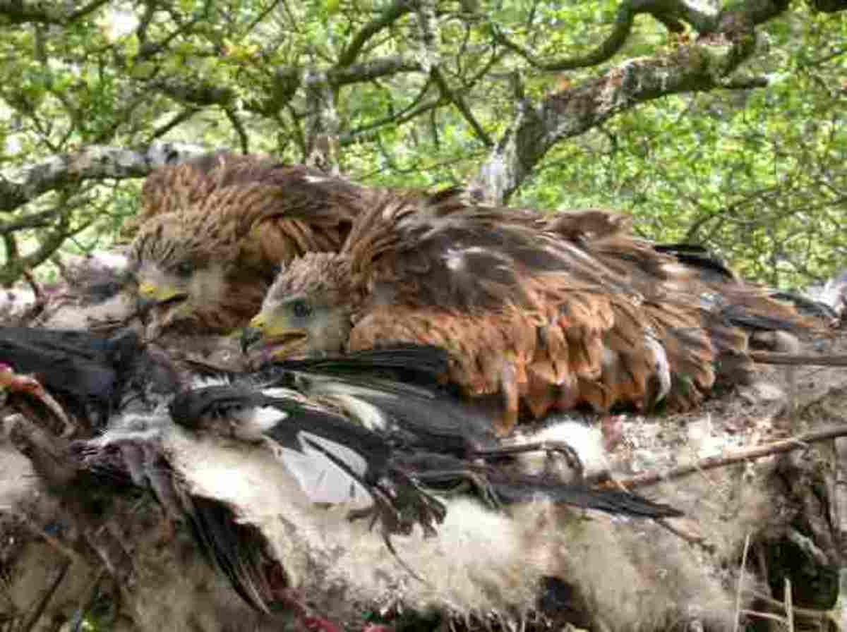 Red Kites The Most Majestic And Beautiful Birds Of Prey - HubPages