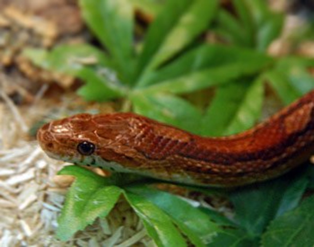 Is This Snake Venomous? Copperhead VS Corn Snake.