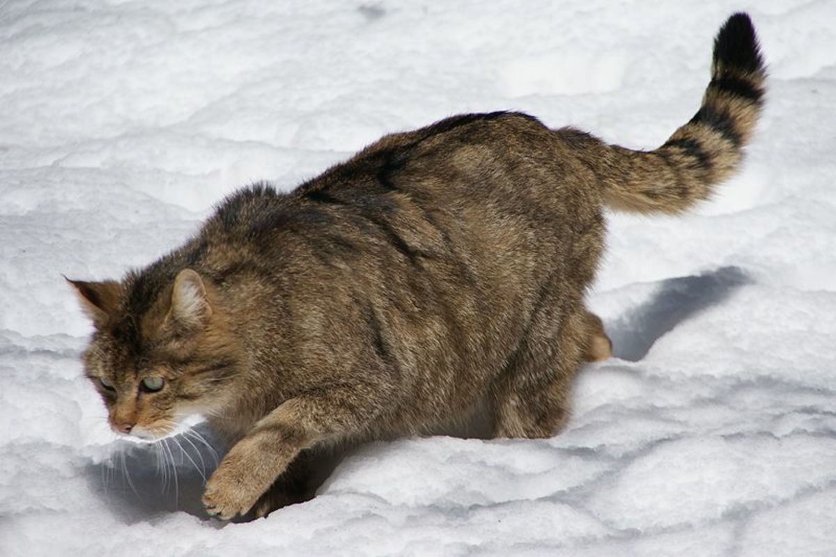 A European Wildcat stalking through the Bavarian Forest in Germany.