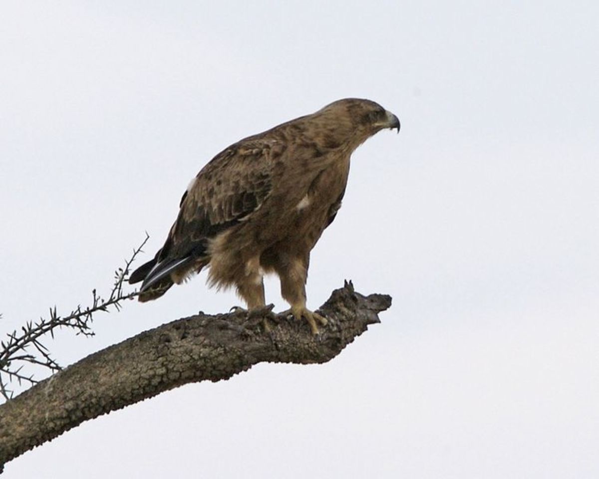 The booted eagle