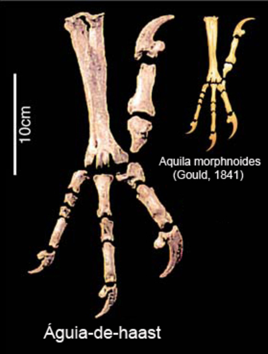 The Giant Eagle HubPages