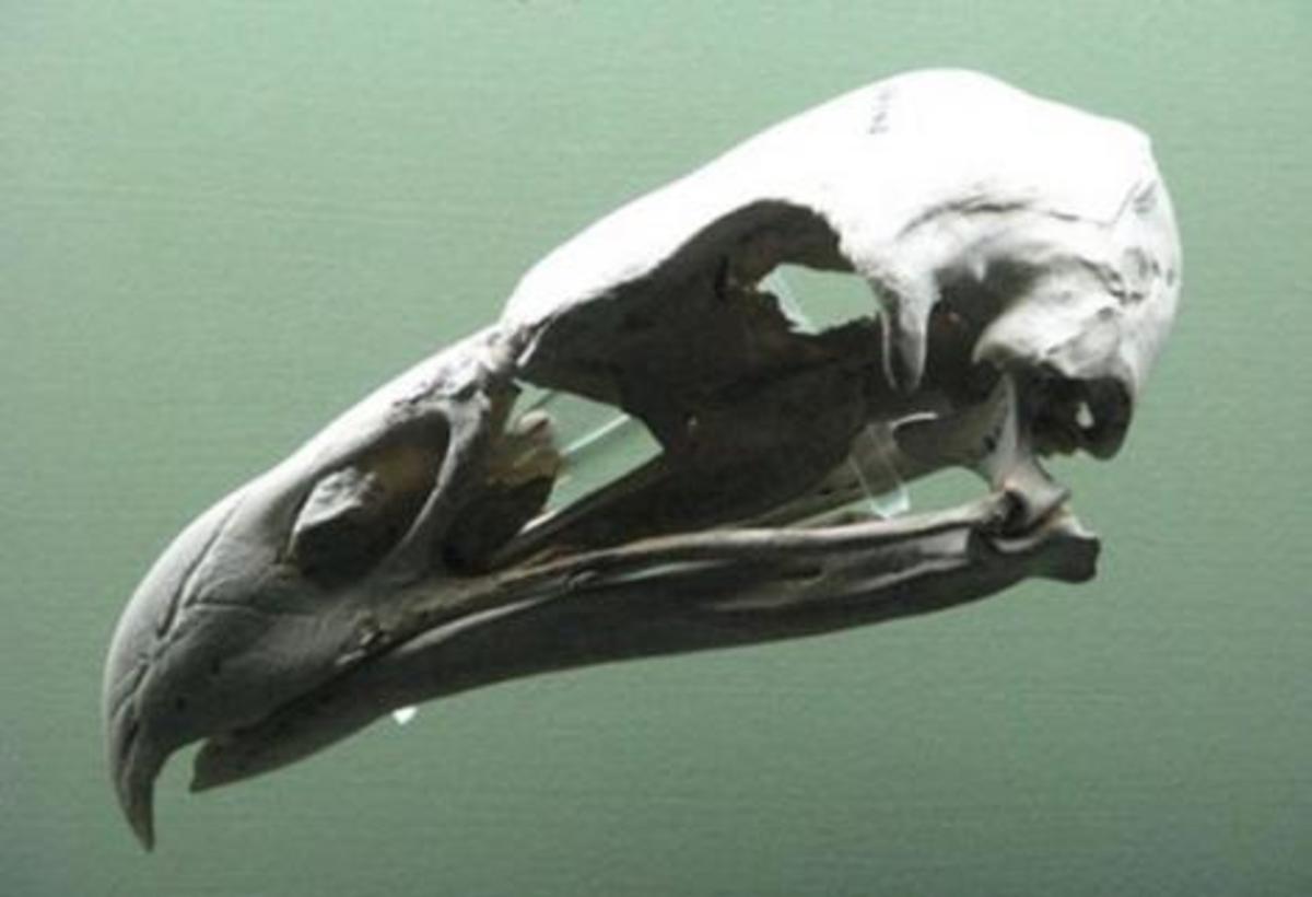 The skull was long and narrow with an elongated beak.