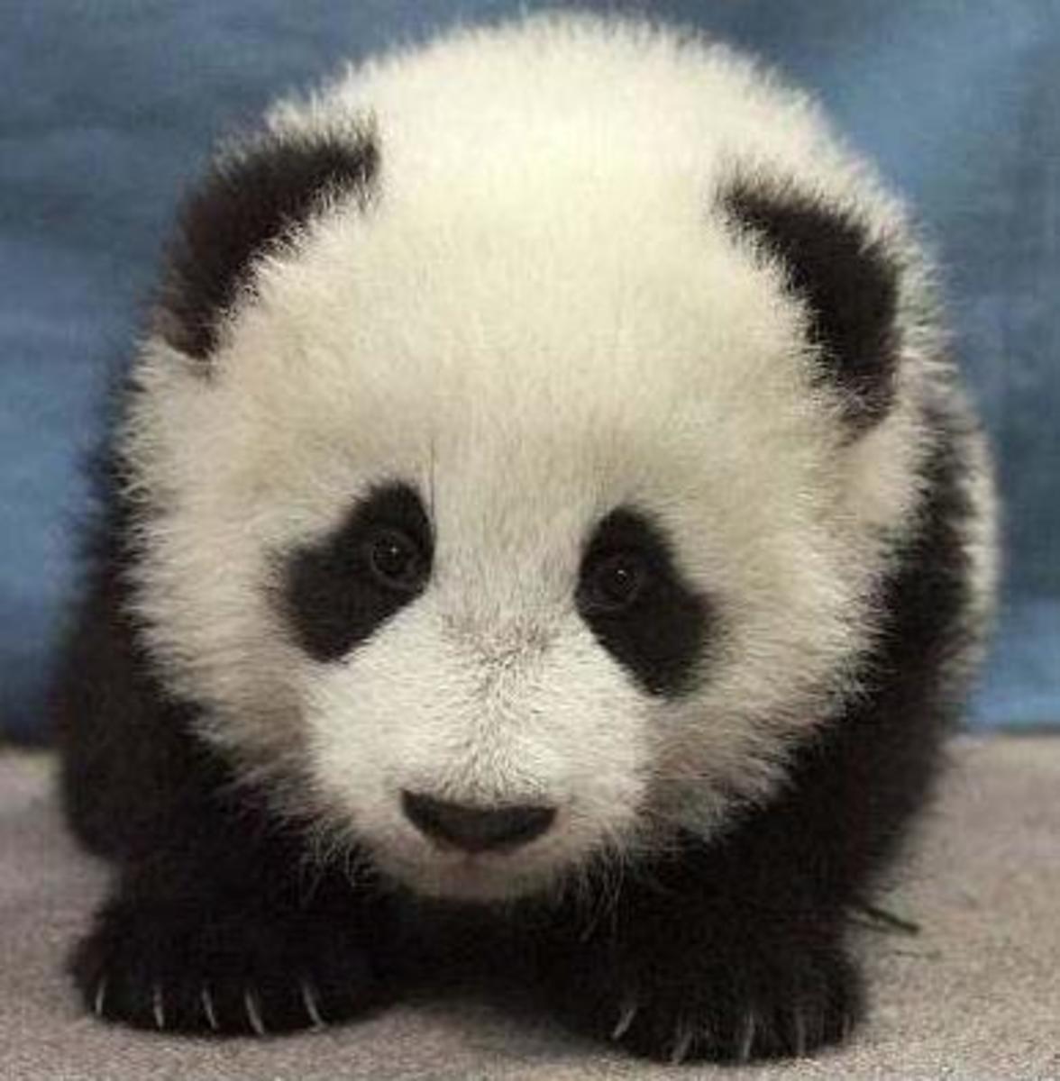 Cute panda baby
