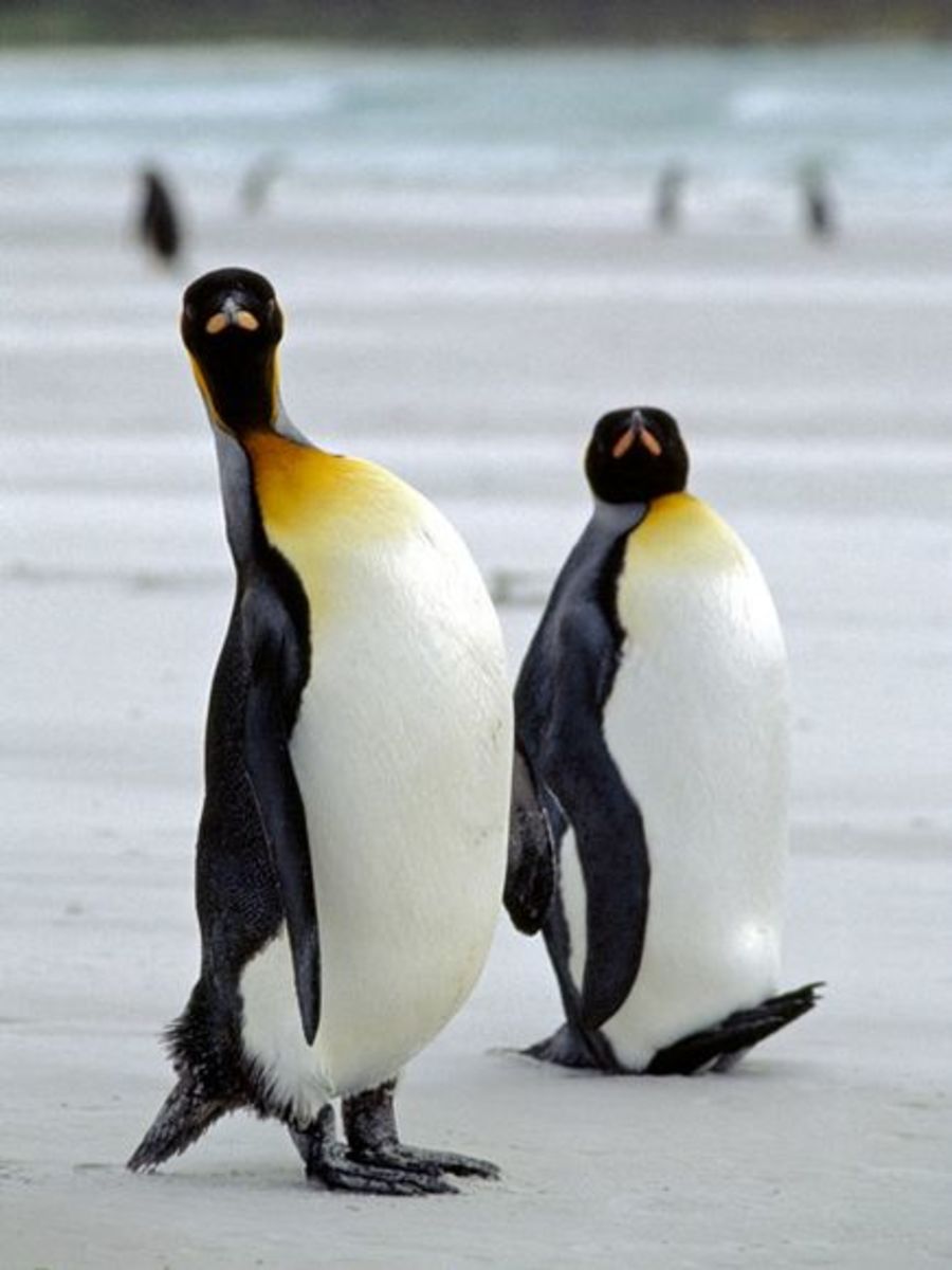 penguins3
