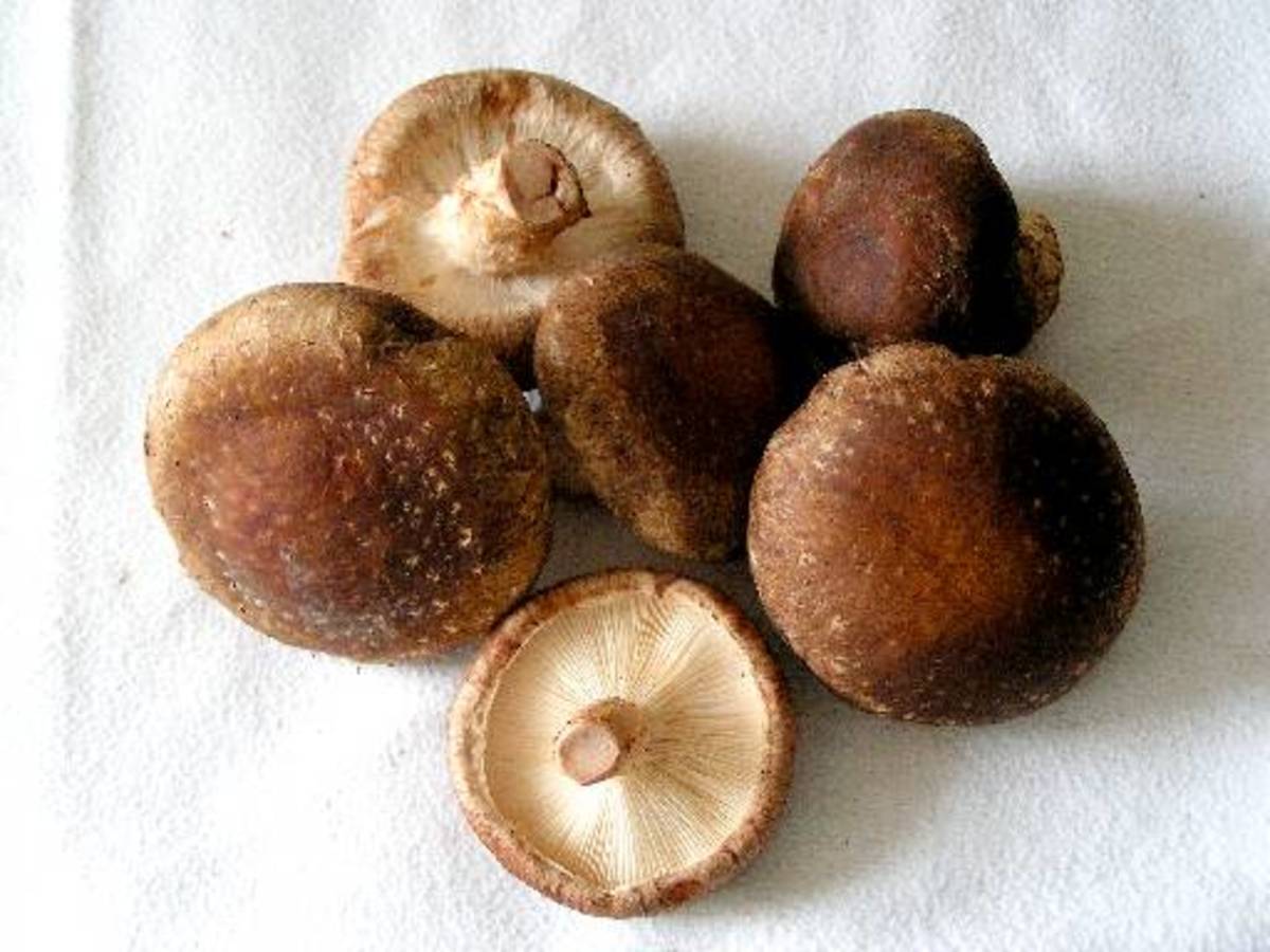 Chinese Mushrooms