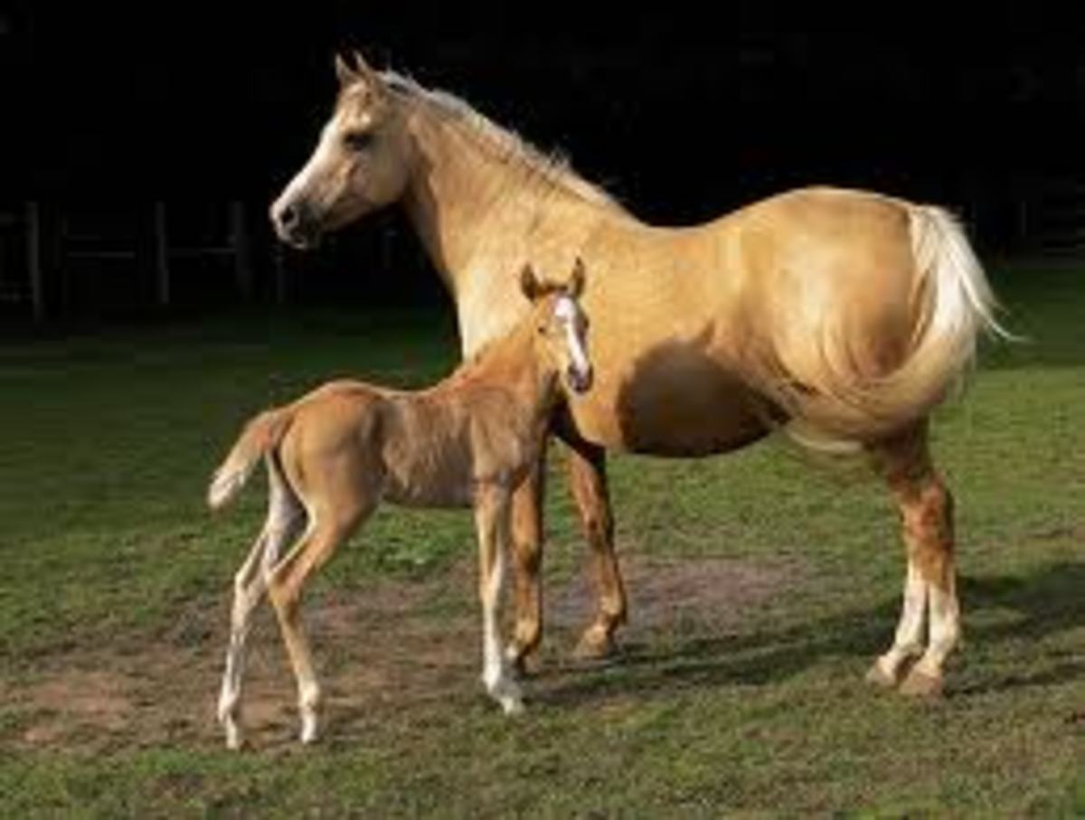 Palomino mare and foal