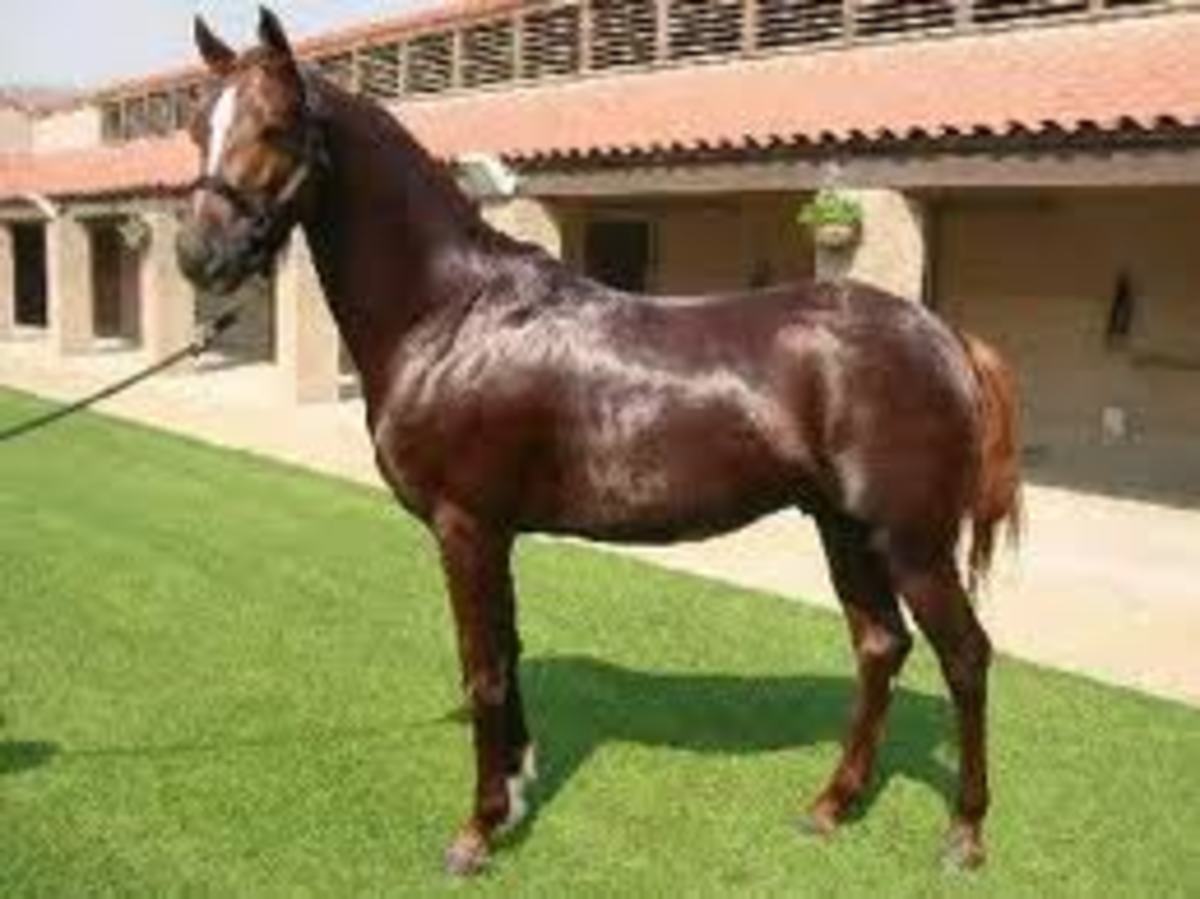 Arabian thoroughbred horse
