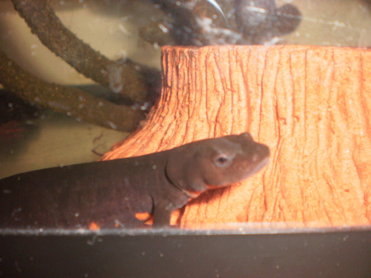 Paddle Tail Newt Care Sheet