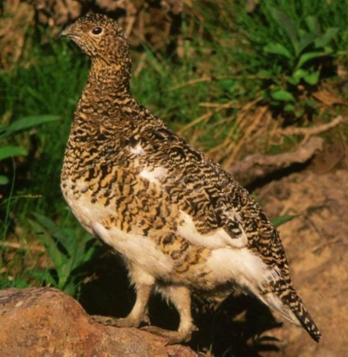 Rock Ptarmigan in Mount Ontake, showing the brown-toned summer plumage that helps the bird stay safely inconspicuous once the snow has melted away.