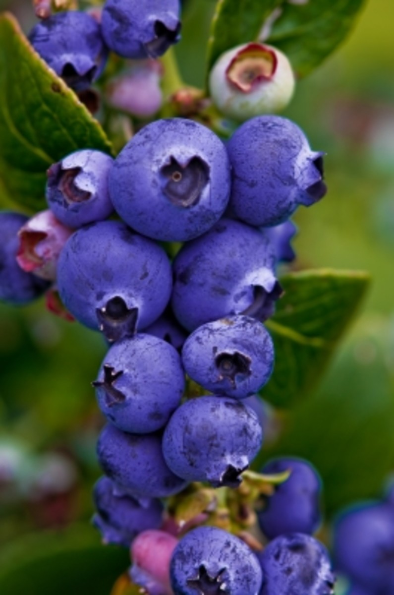 Blueberries can be mashed to make a natural food dye.