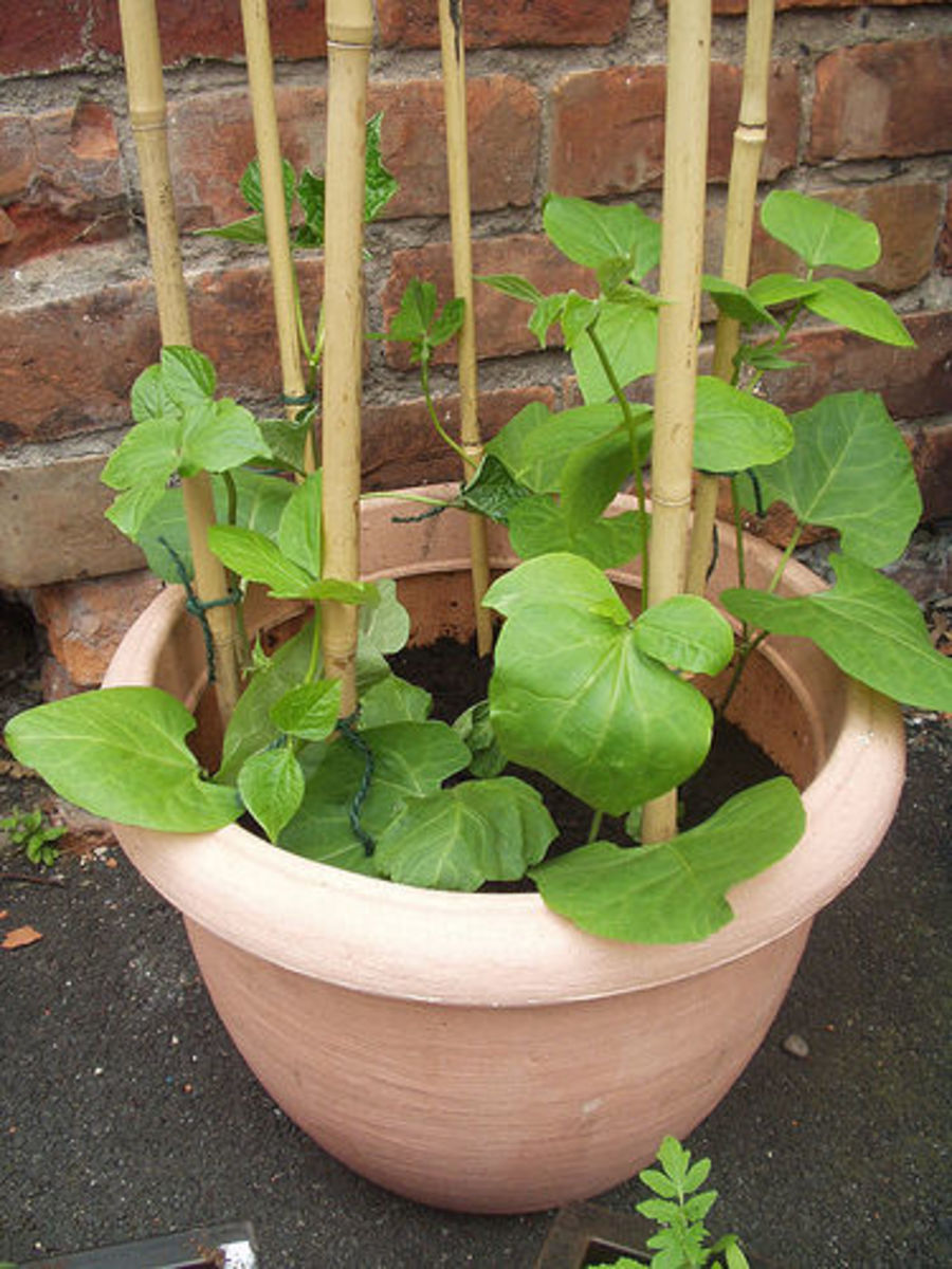 growing-vegetables-in-pots-runner-beans