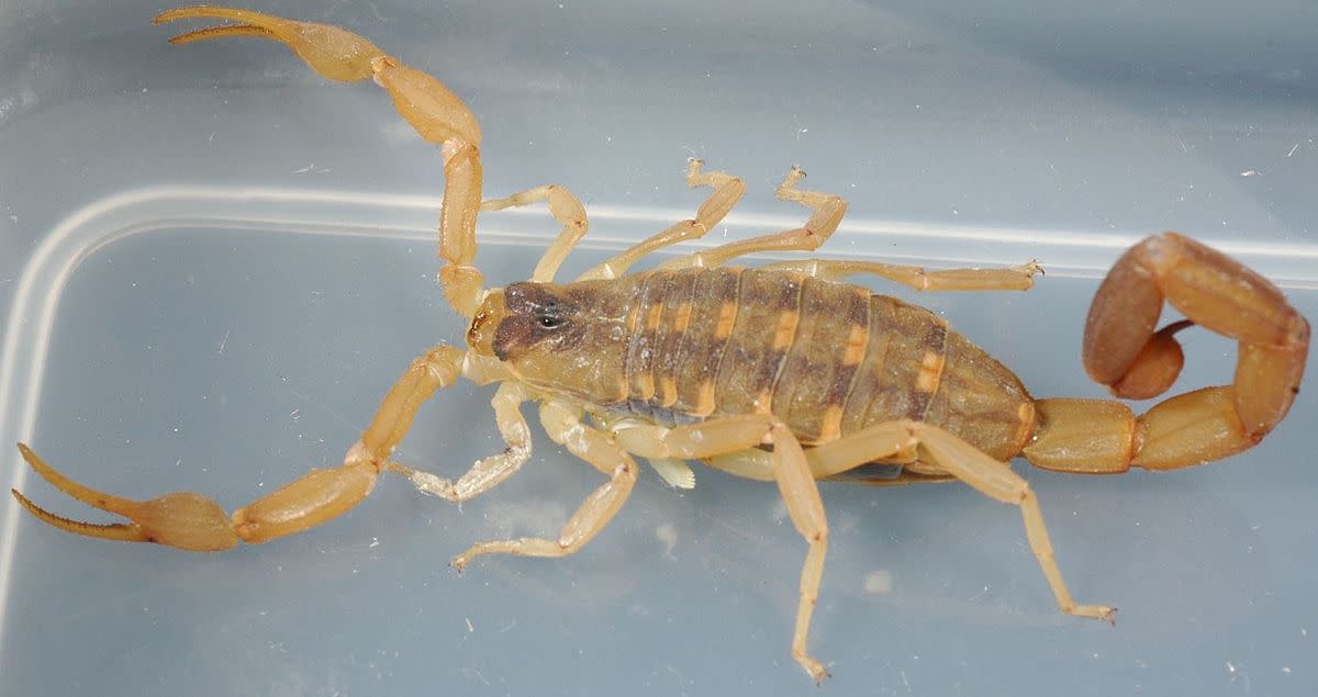 The Stinging Scorpion