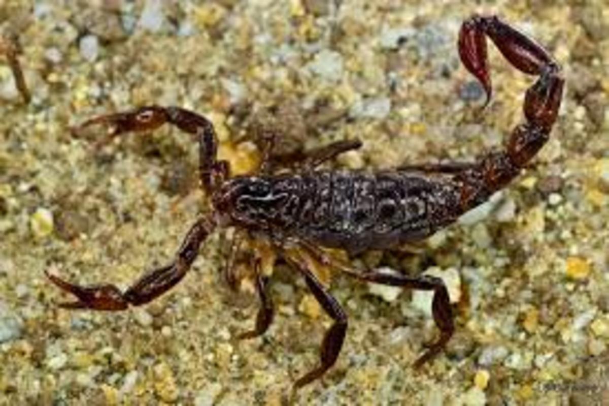 This scorpion of Patagonia can tolerate extreme cold temperatures.