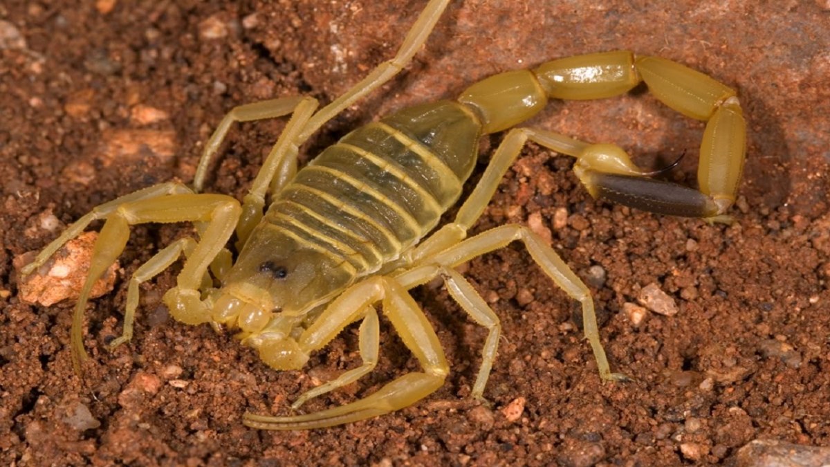 the-stinging-scorpion