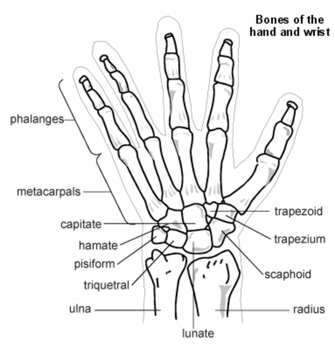 The Carpal Bones 