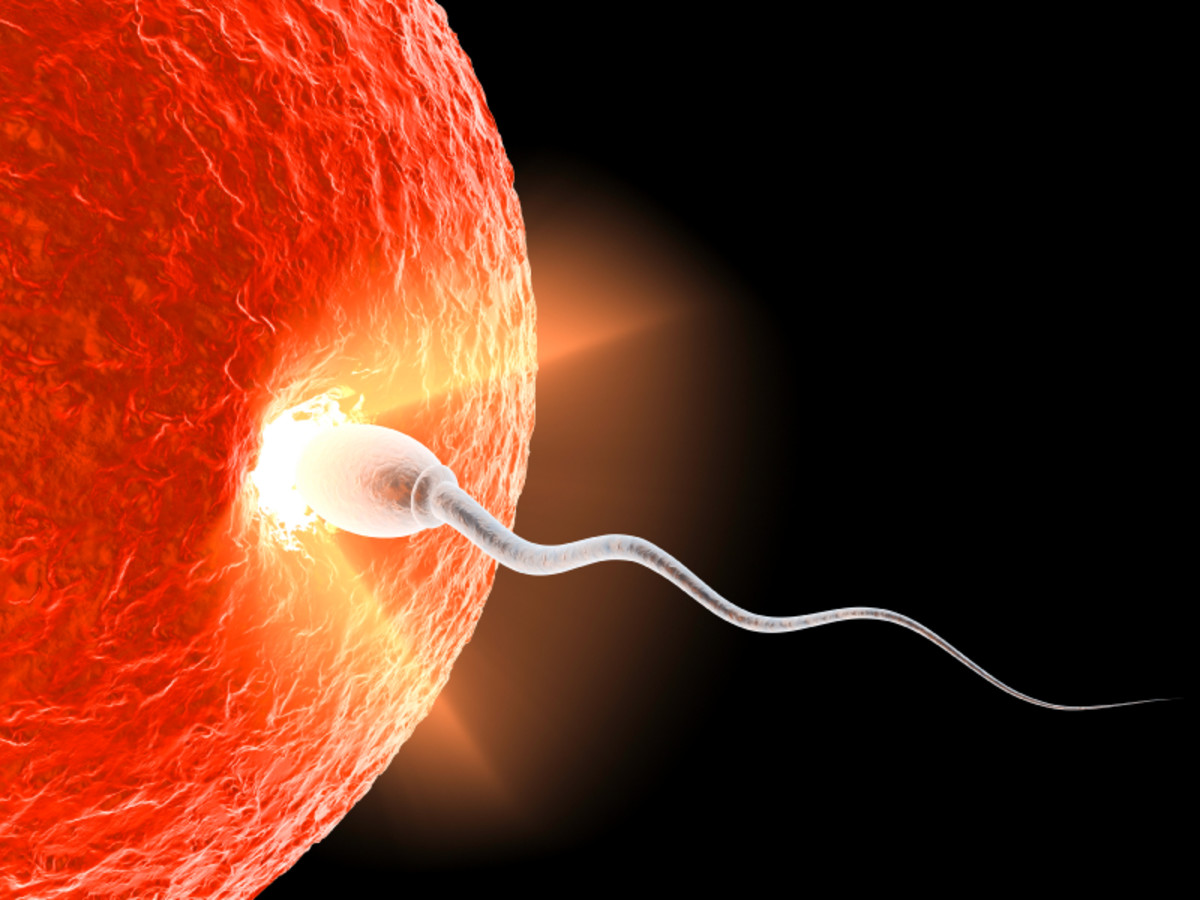 Sperm Entering the Ova