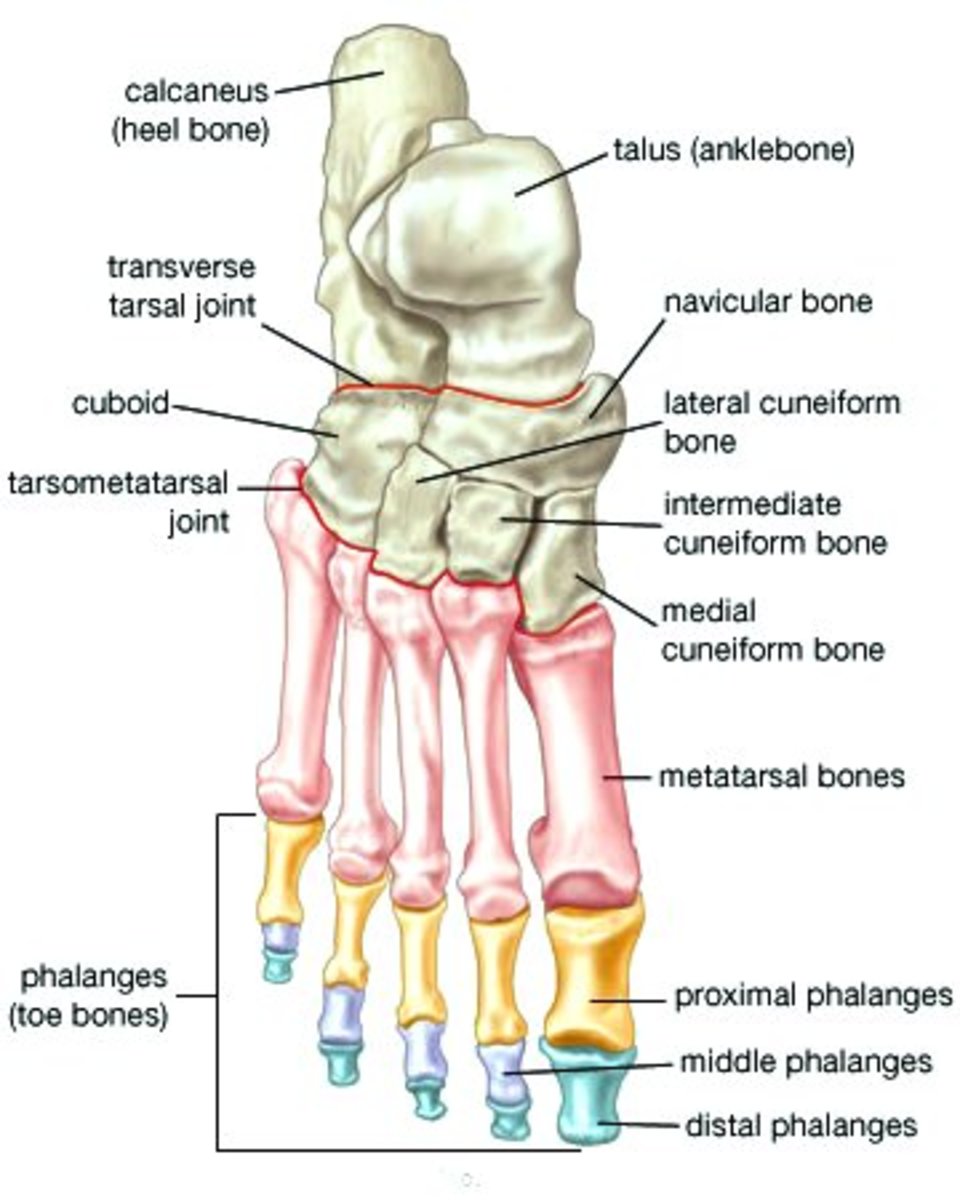 The bones of the feet