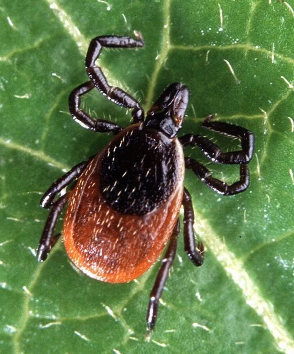 A black-legged tick, also known as a deer tick. This species can carry Lyme disease.