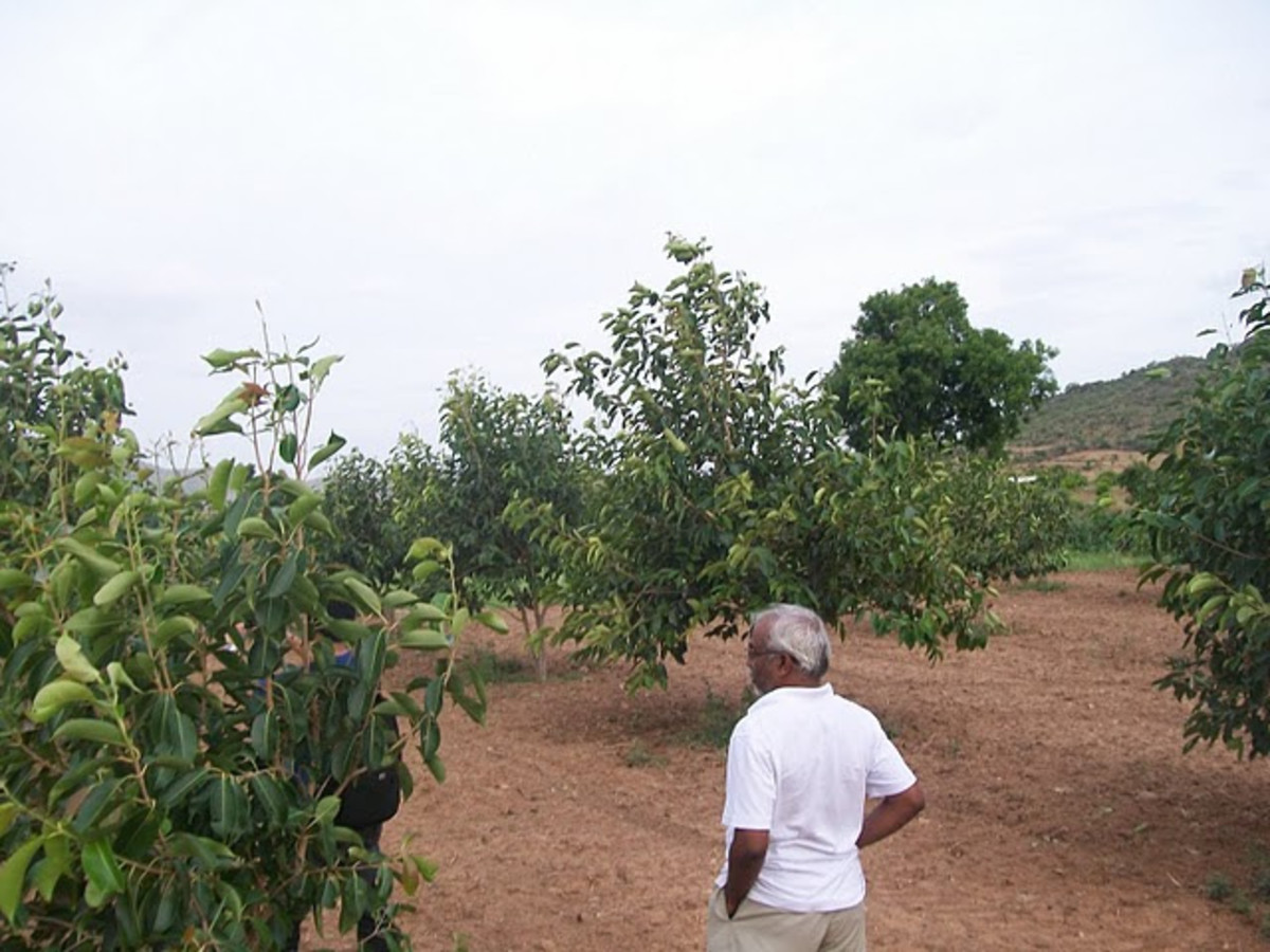 Black Plum—Jamun (Jambul) Fruit Benefits And Uses HubPages