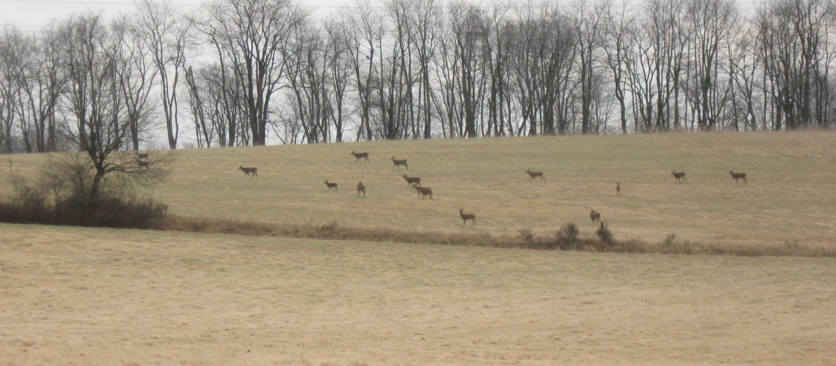 Deer at Muddy Run Park during the winter