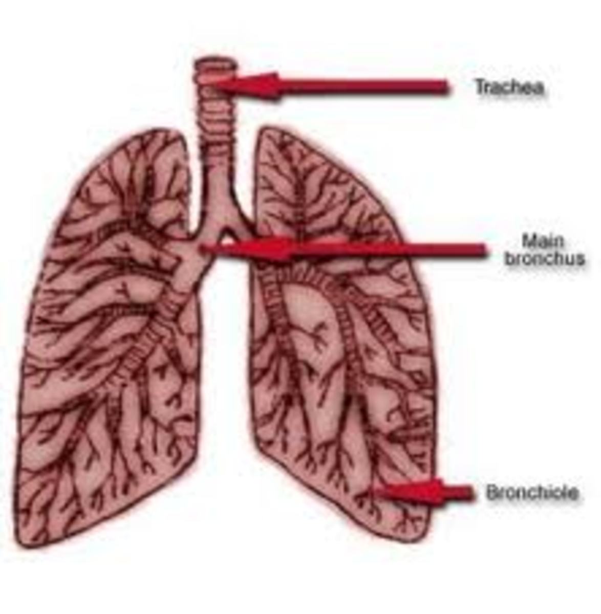 Bronchioles are dilated by Asthalin